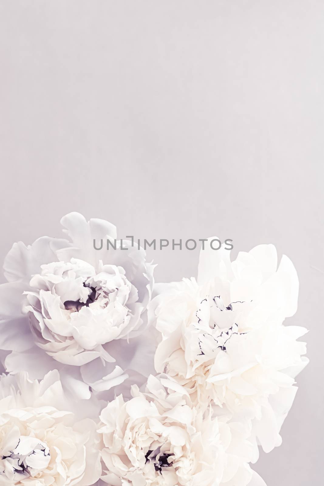 Blooming peony flowers as floral art on violet background, wedding decor and luxury branding by Anneleven