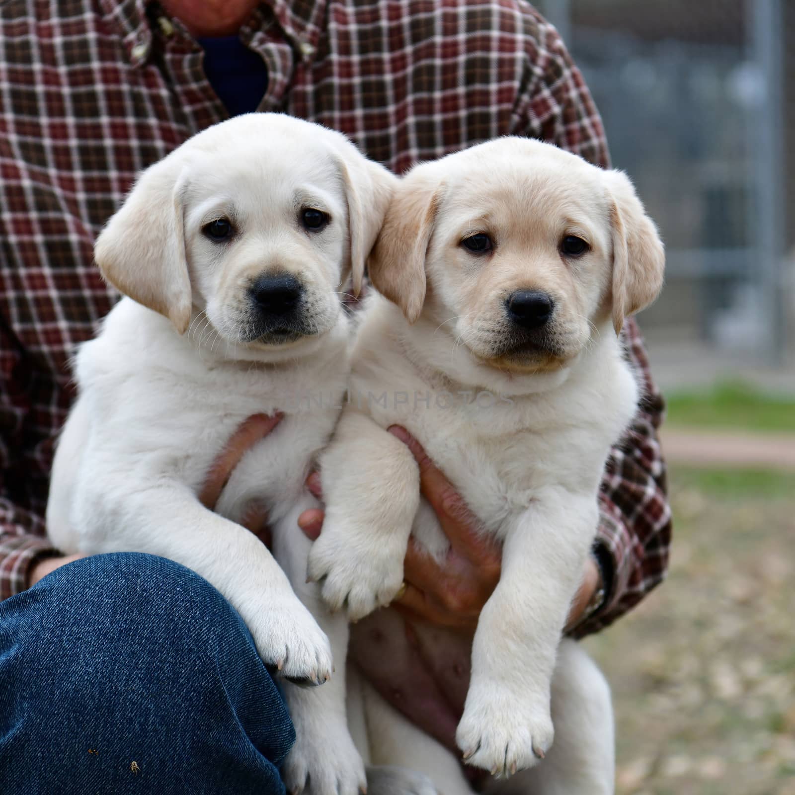 Young Labrador Retrievers by Calomeni