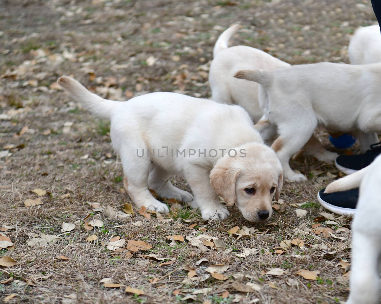 Young Labrador Retrievers by Calomeni