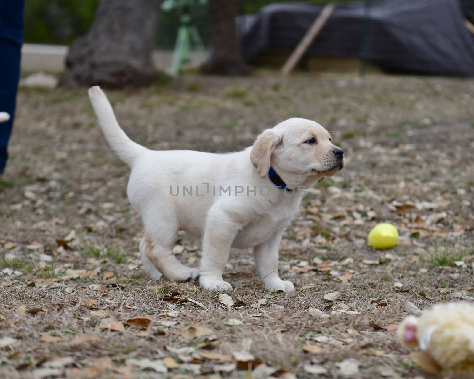 Young Labradors Playing by Calomeni