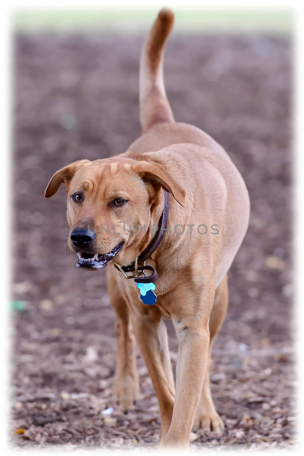 Young Labradors Playing by Calomeni