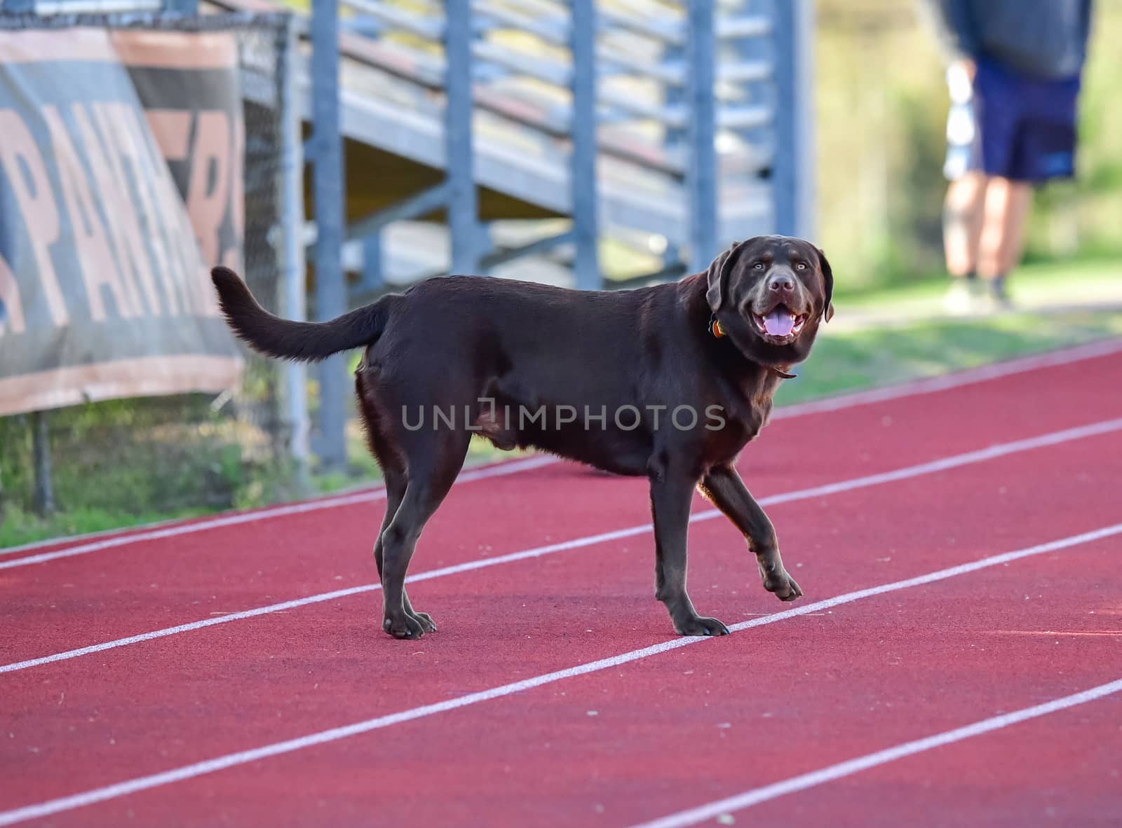 Young Labrador Retrievers by Calomeni