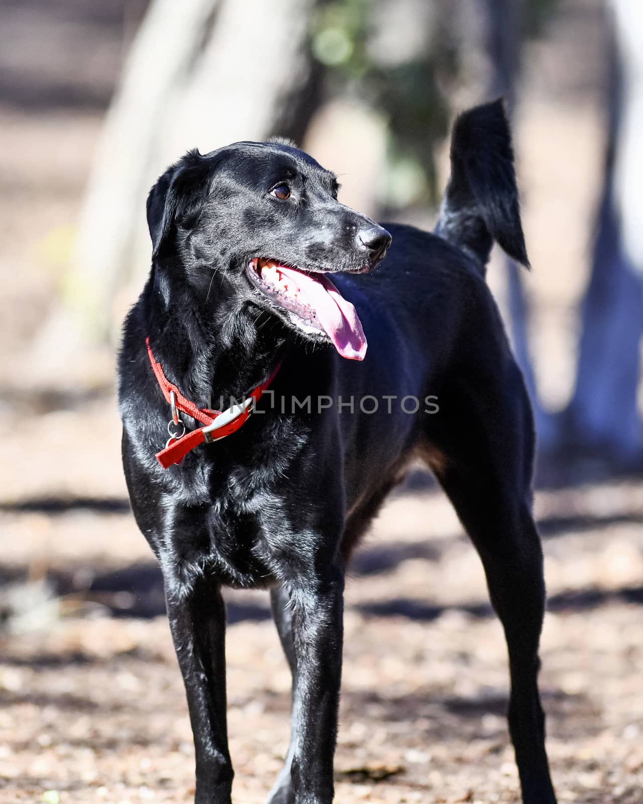 Young Labradors Playing by Calomeni