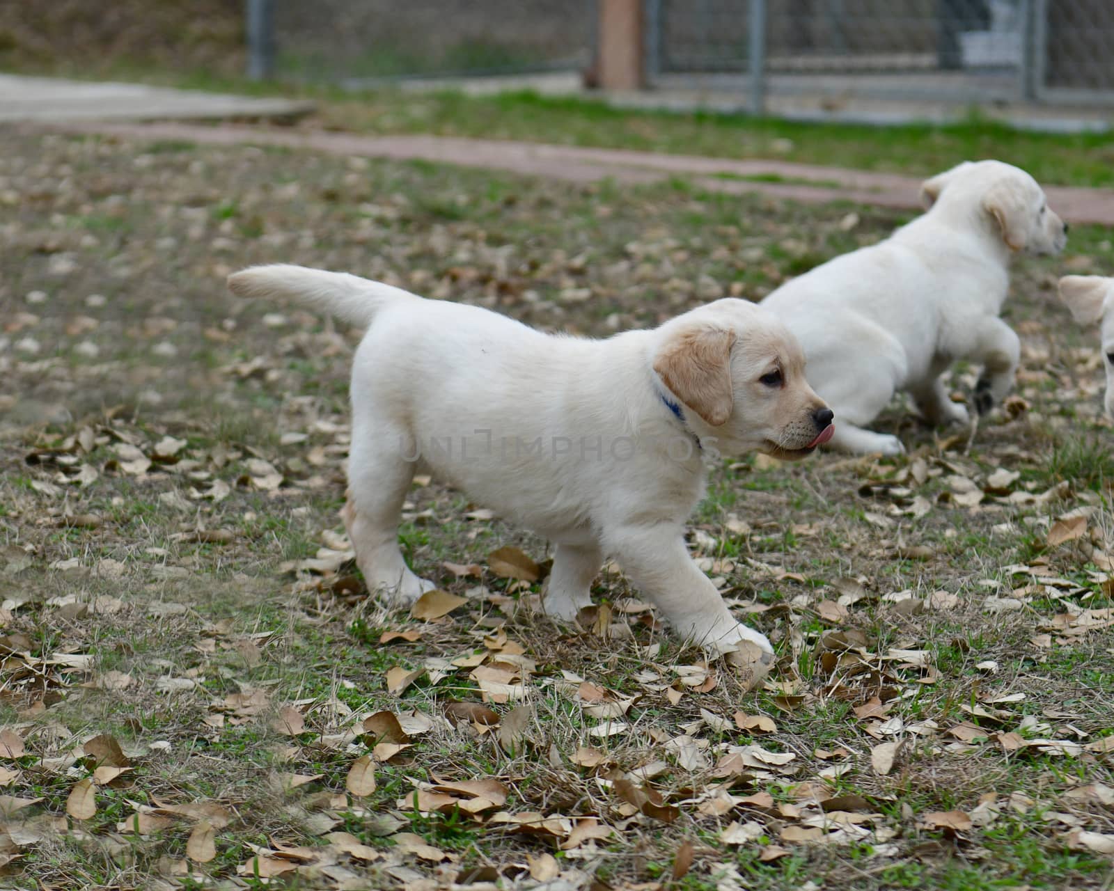 Young Labrador Retrievers by Calomeni