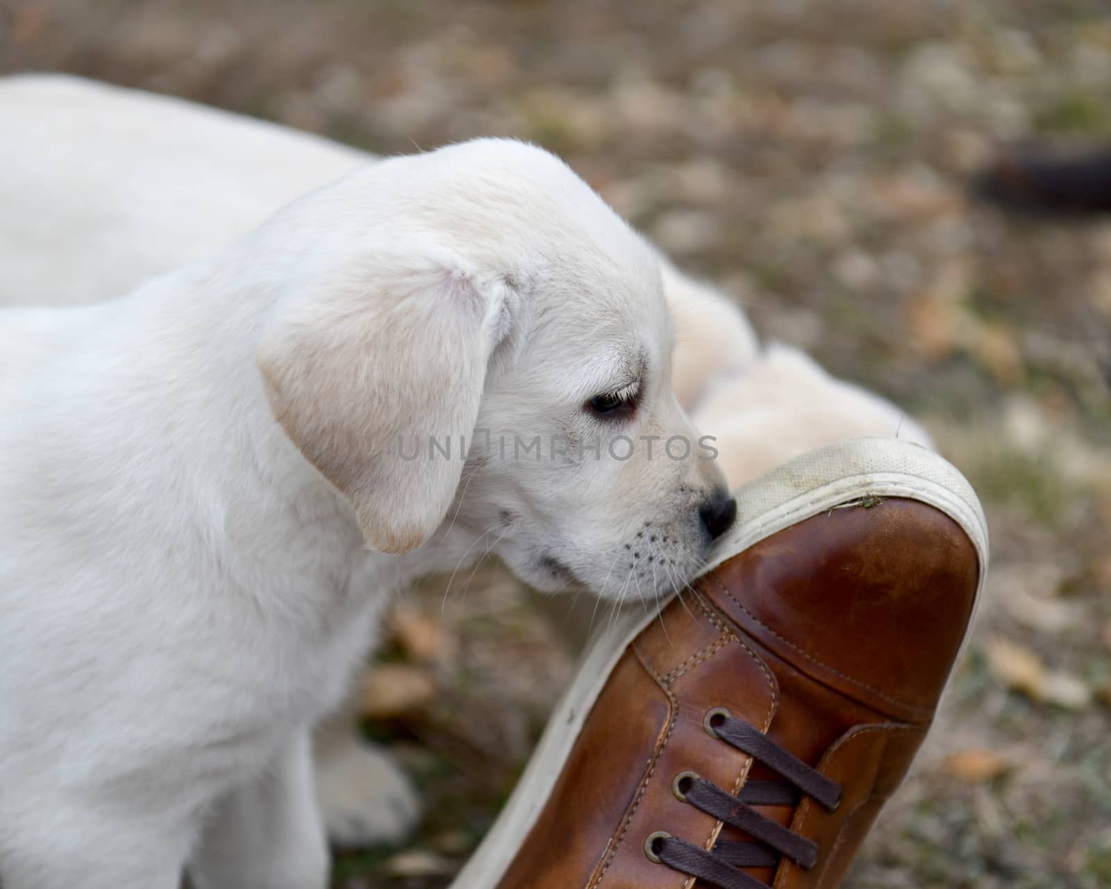 Young Labradors Playing by Calomeni