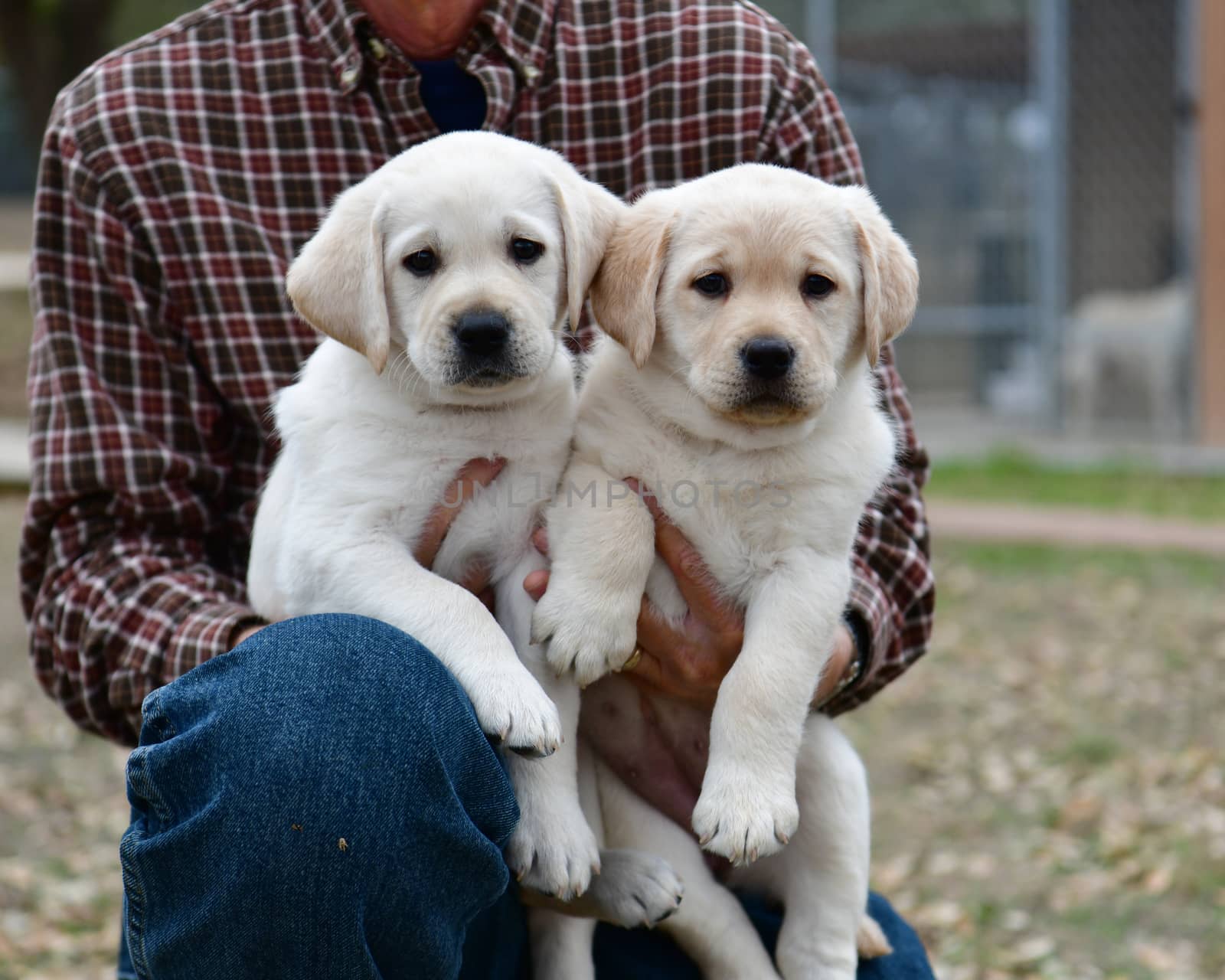 Young Labrador retrievers playing in the Yard. Lab Puppies playing outside for the first time.