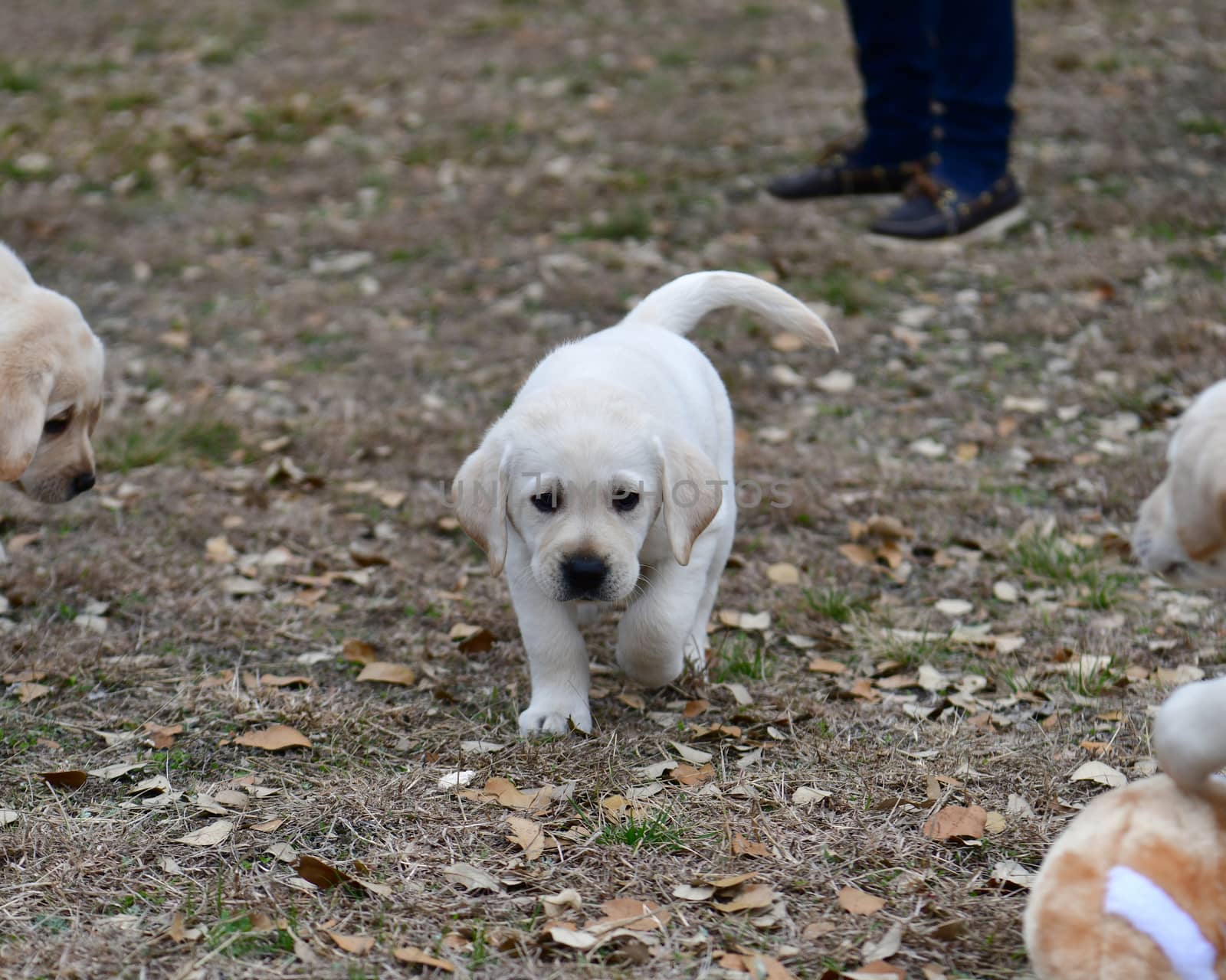 Young Labrador Retrievers by Calomeni