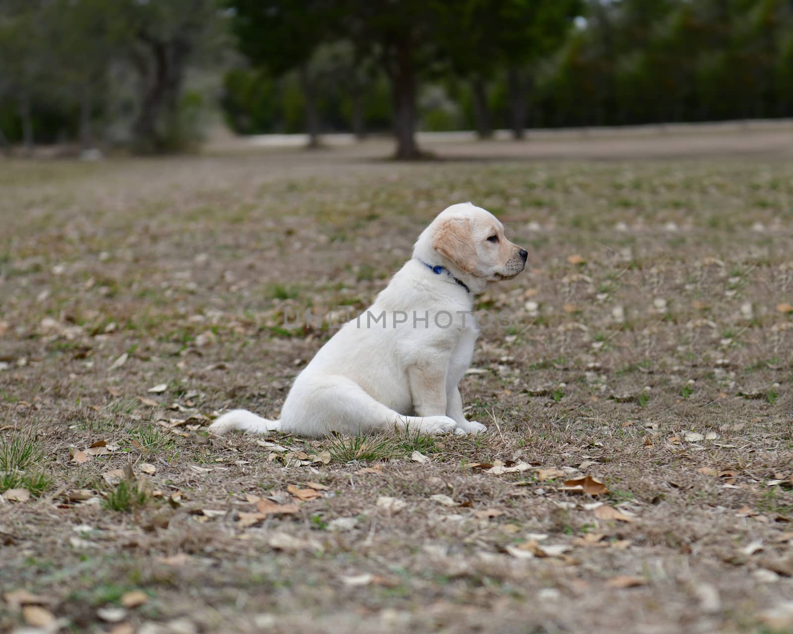 Young Labrador retrievers playing in the Yard. Lab Puppies playing outside for the first time.