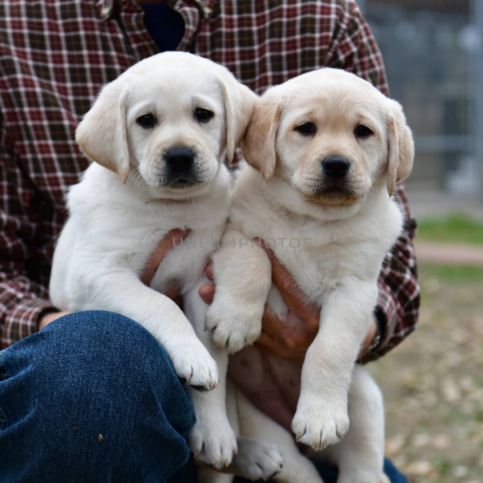 Young Labrador retrievers playing in the Yard. Lab Puppies playing outside for the first time.