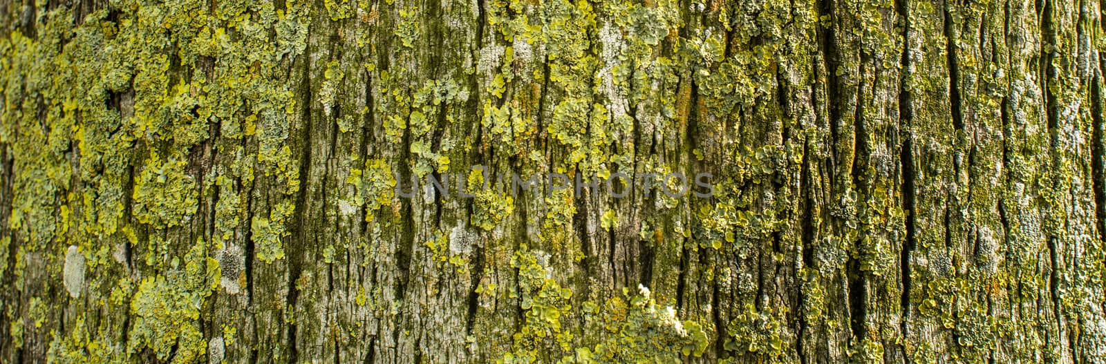 Moss tree background. Panorama photo.