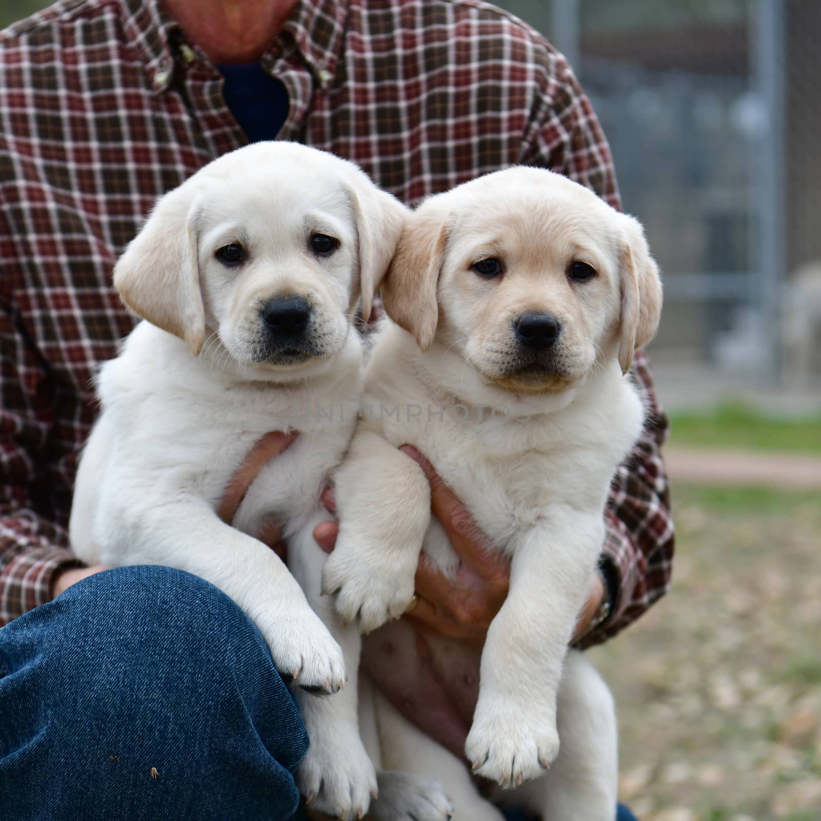 Young Labrador retrievers playing in the Yard. Lab Puppies playing outside for the first time.