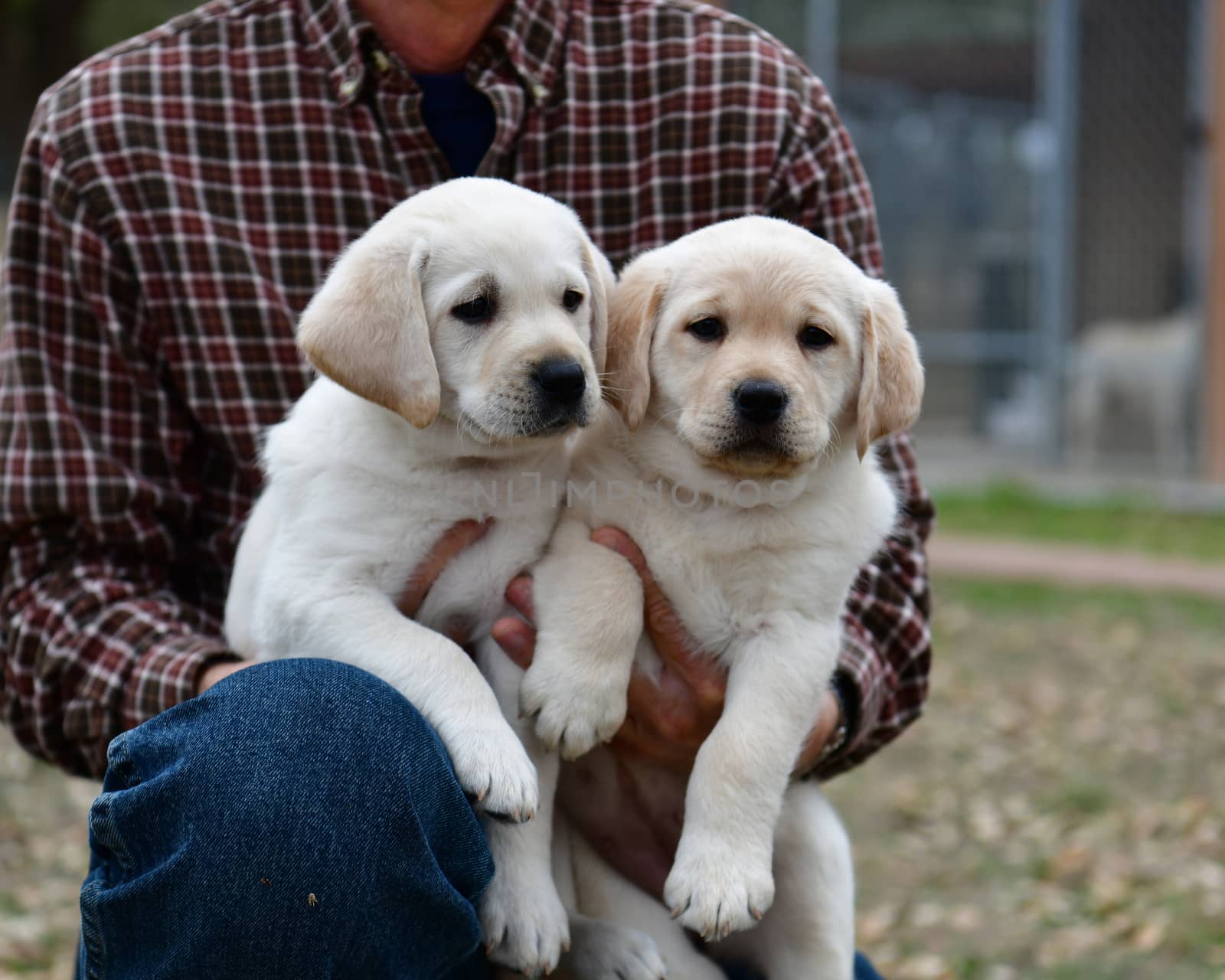 Young Labrador retrievers playing in the Yard. Lab Puppies playing outside for the first time.