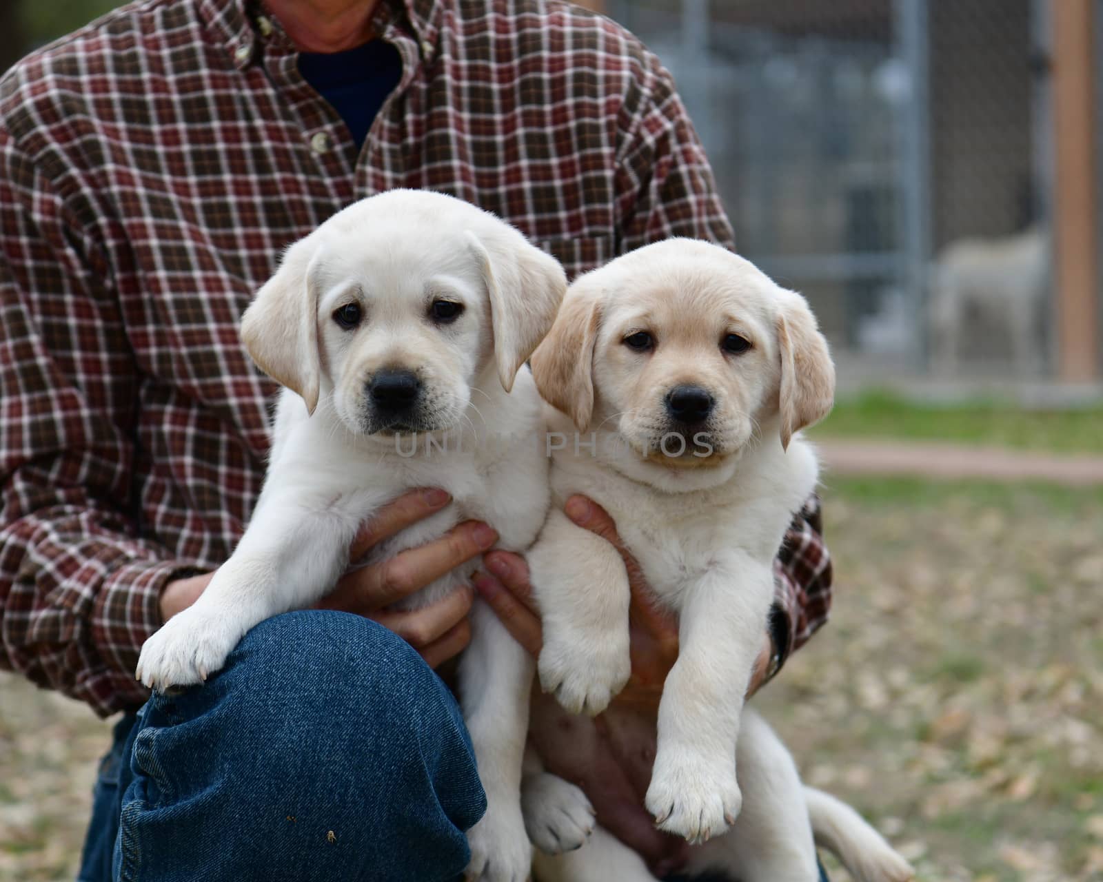 Young Labrador Retrievers by Calomeni