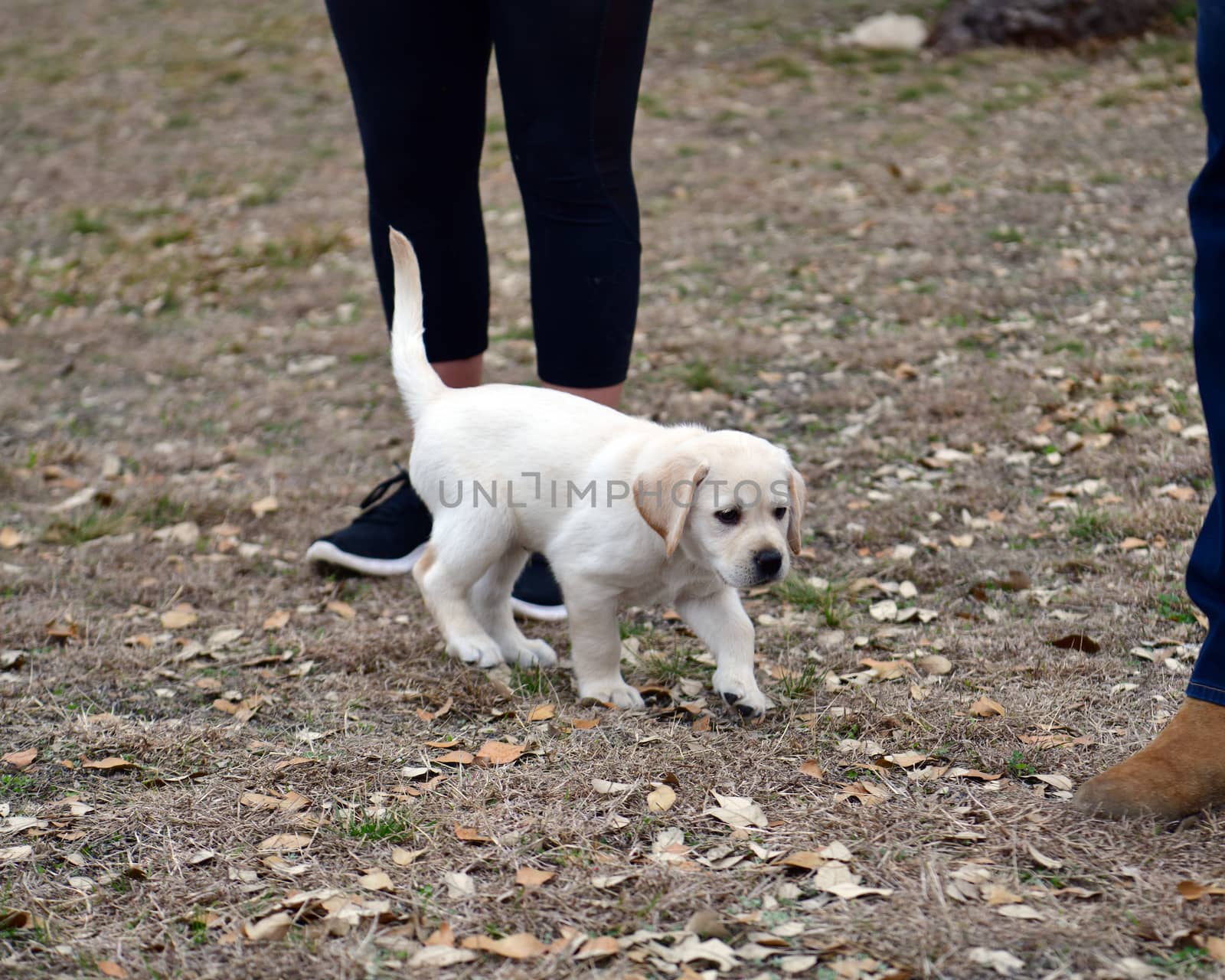 Young Labrador Retrievers by Calomeni