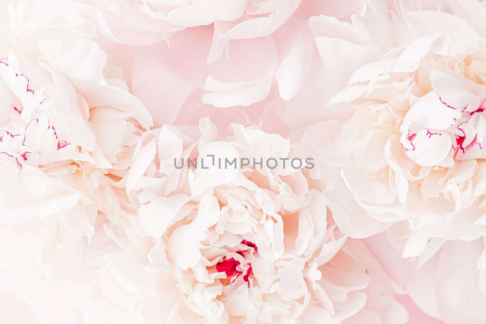 Peony flowers in bloom as floral art on pink background, wedding flatlay and luxury branding design