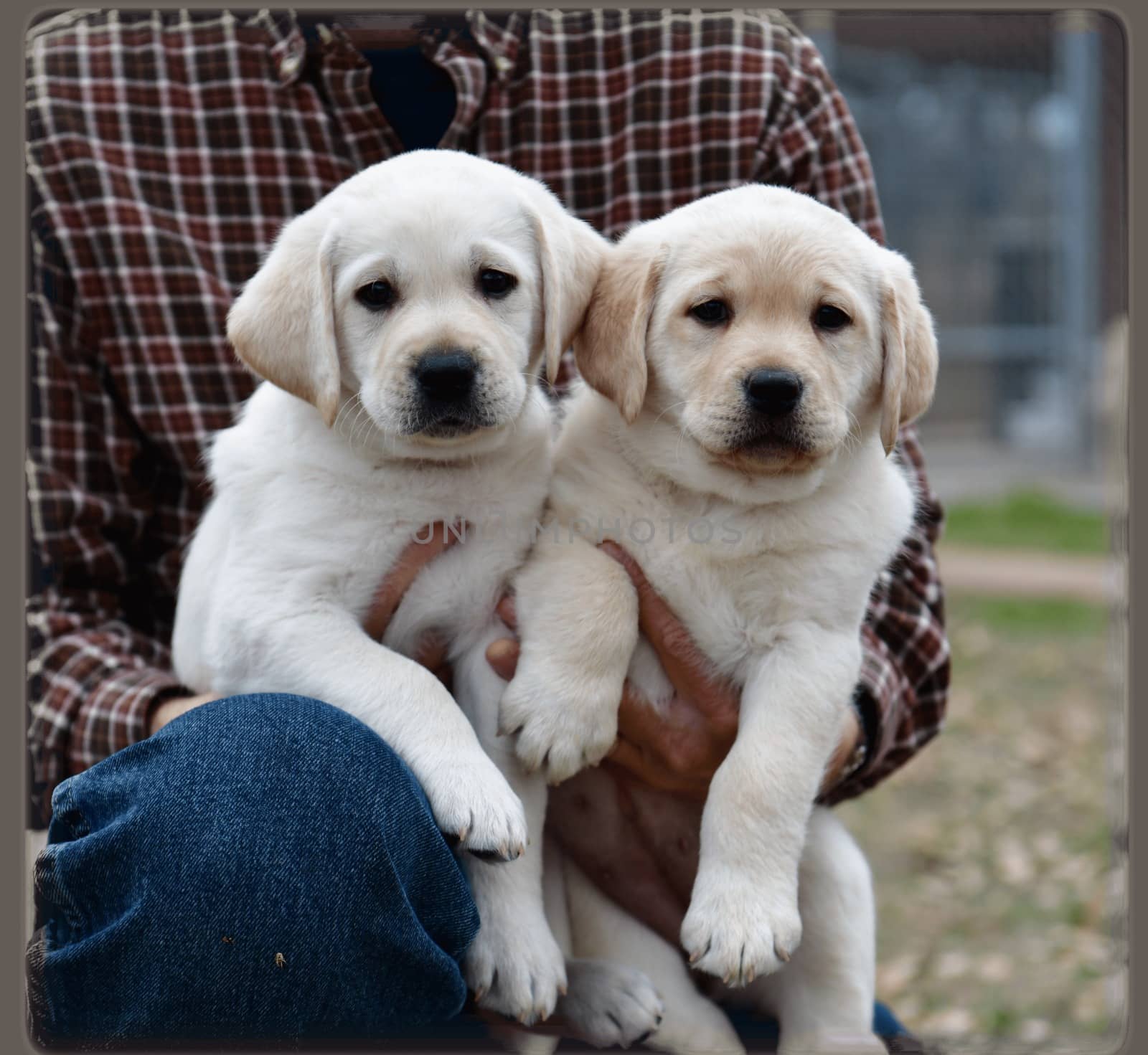 Young Labrador retrievers playing in the Yard. Lab Puppies playing outside for the first time.