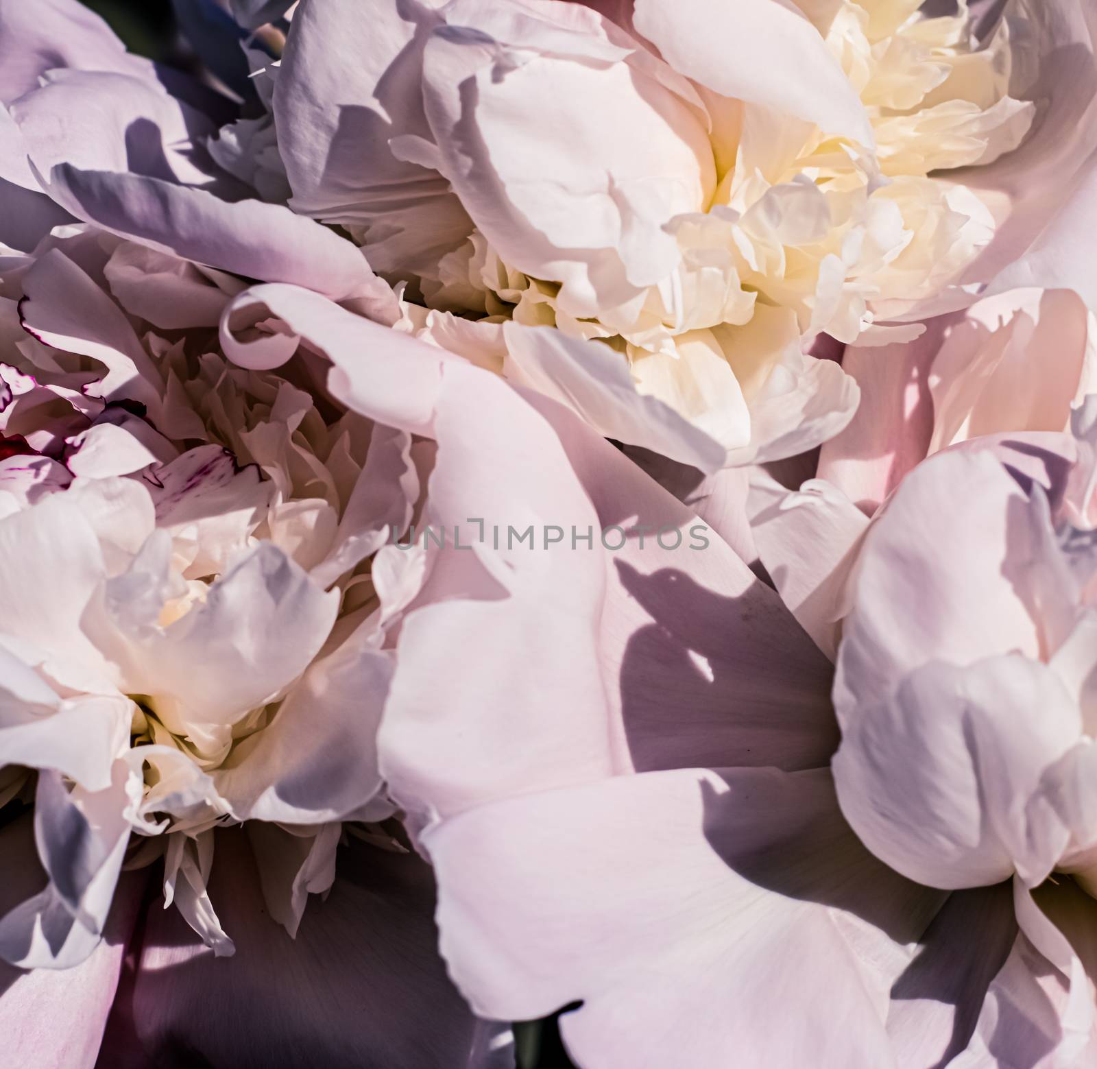 Peony flowers as luxury floral art background, wedding decor and event branding by Anneleven