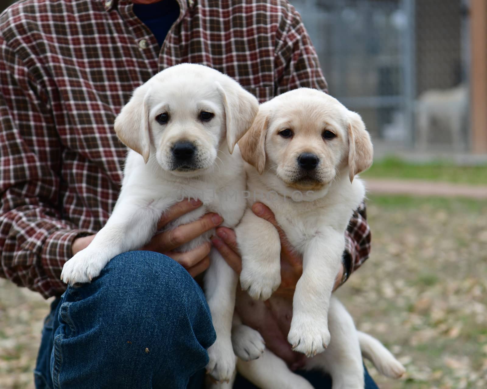 Young Labrador retrievers playing in the Yard. Lab Puppies playing outside for the first time.