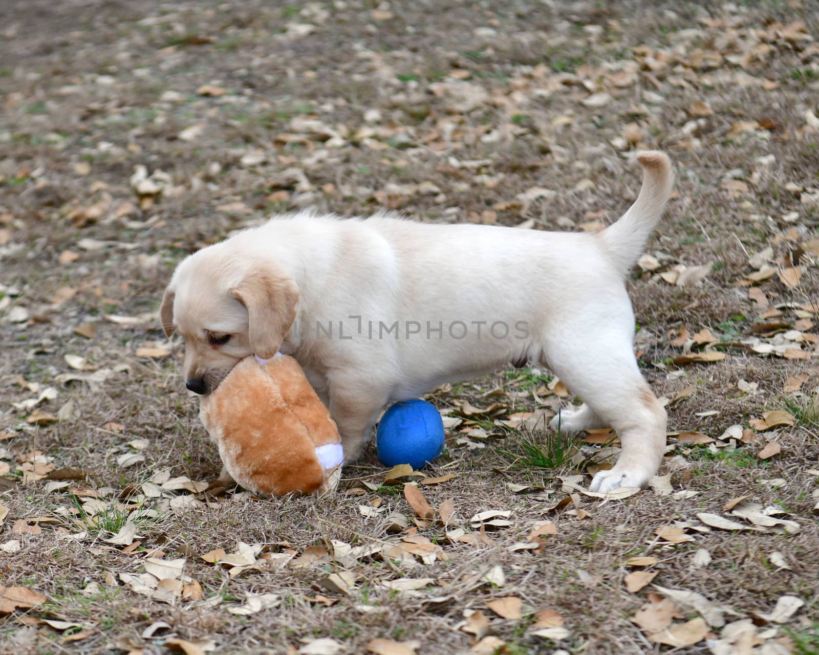 Young Labrador retrievers playing in the Yard. Lab Puppies playing outside for the first time.