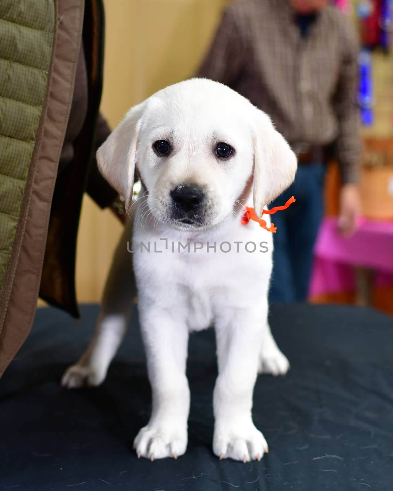 Young Labrador Retrievers by Calomeni