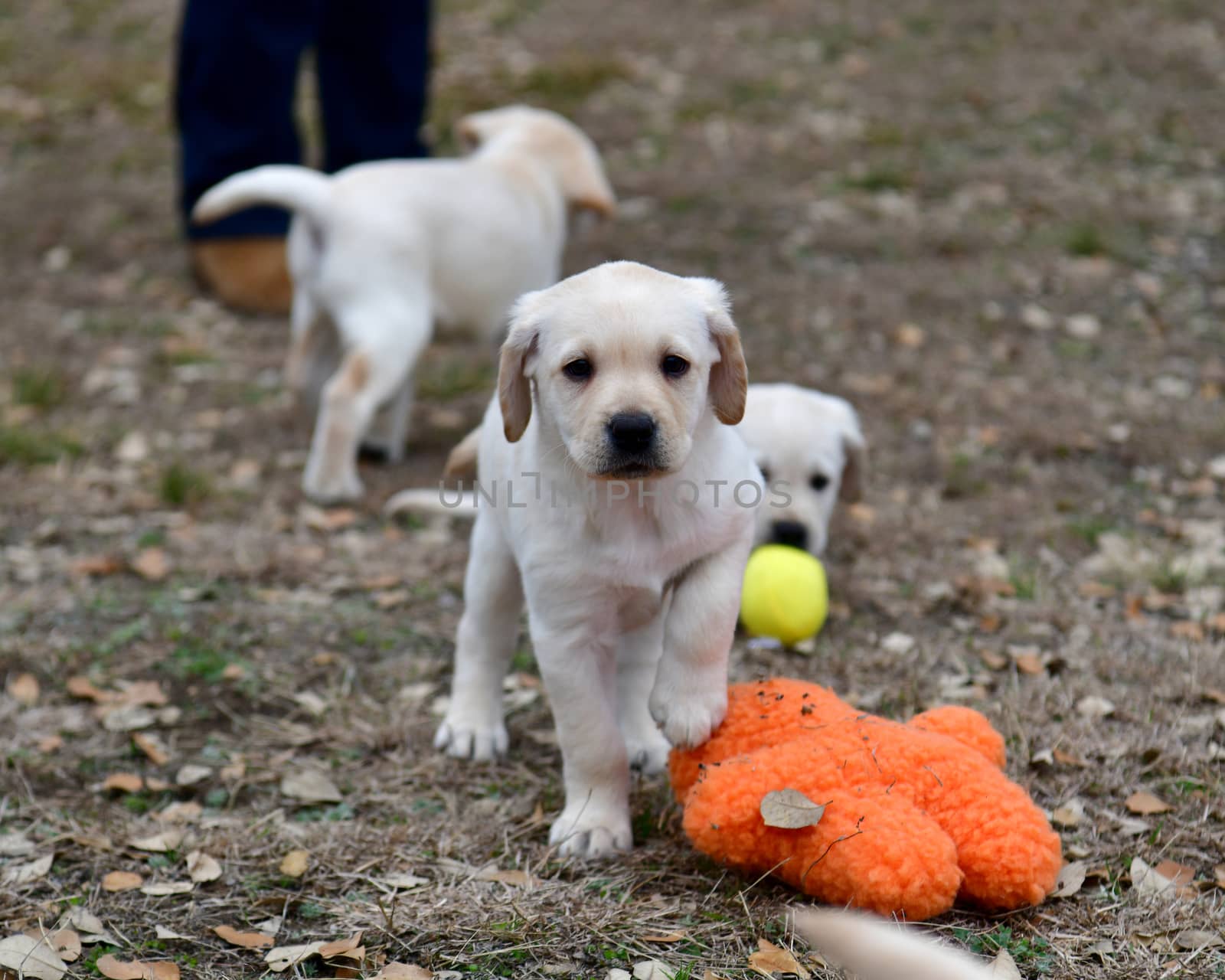 Young Labrador retrievers playing in the Yard. Lab Puppies playing outside for the first time.