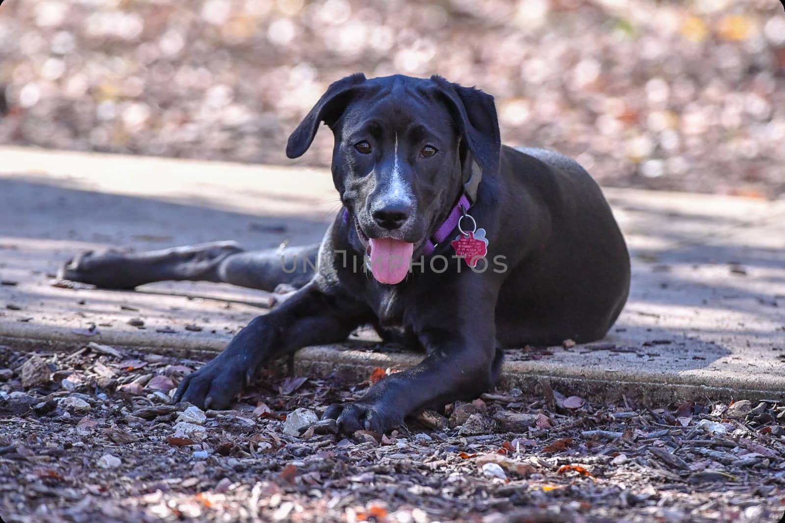 Young Labradors Playing by Calomeni