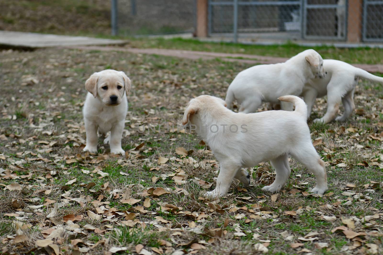 Young Labrador Retrievers by Calomeni