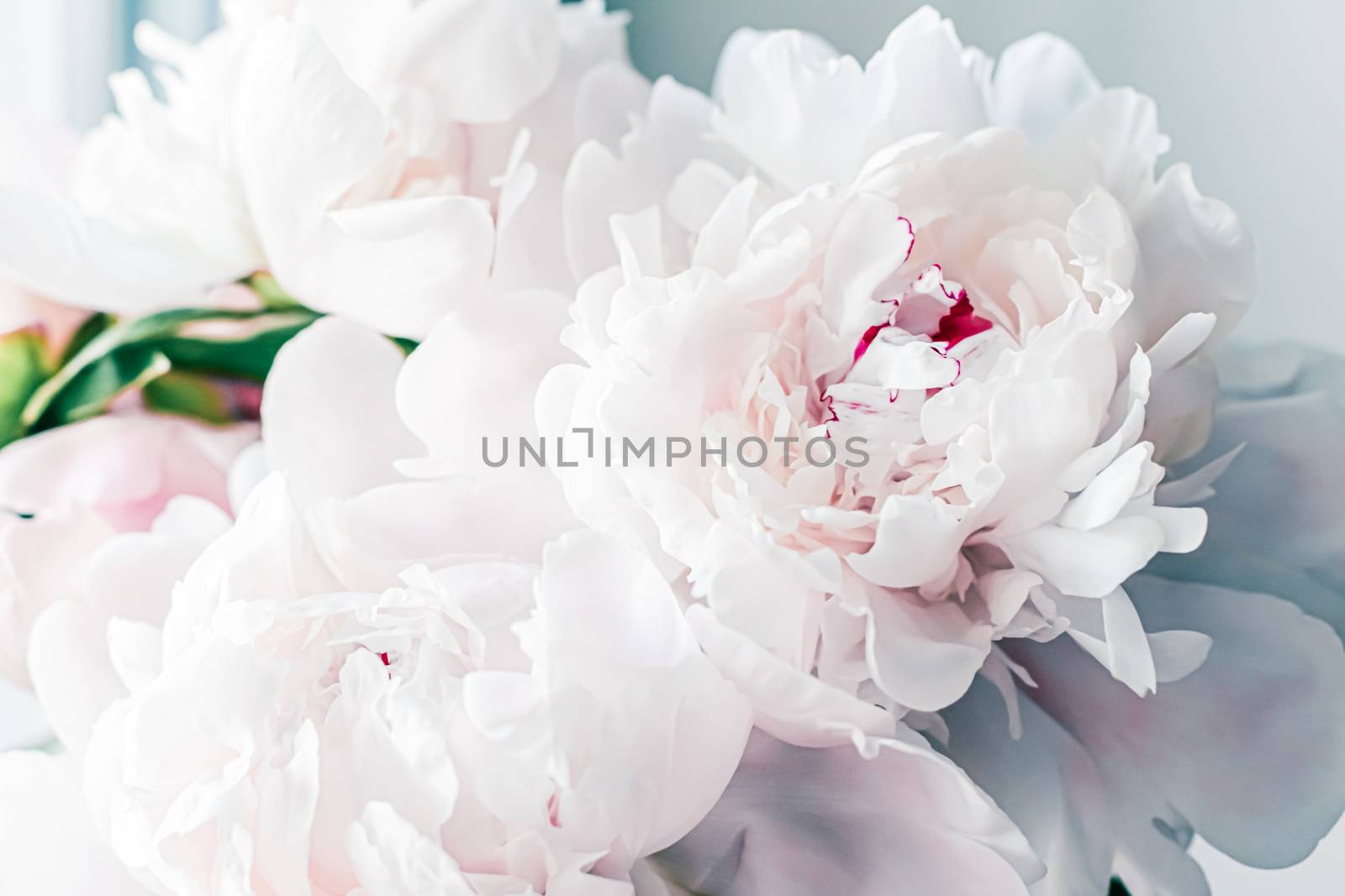 Bouquet of peony flowers as luxury floral background, wedding decoration and event branding design