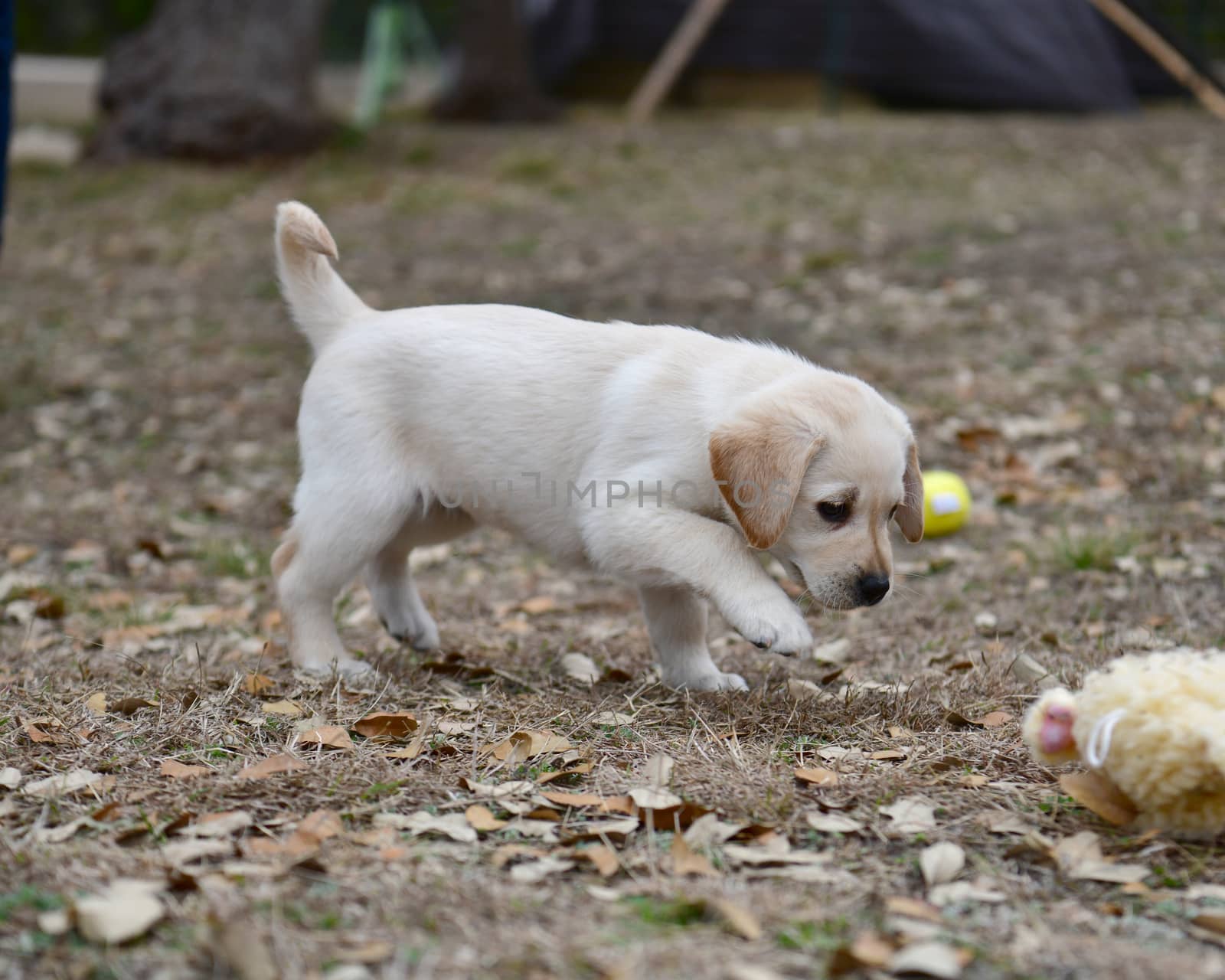 Young Labradors Playing by Calomeni