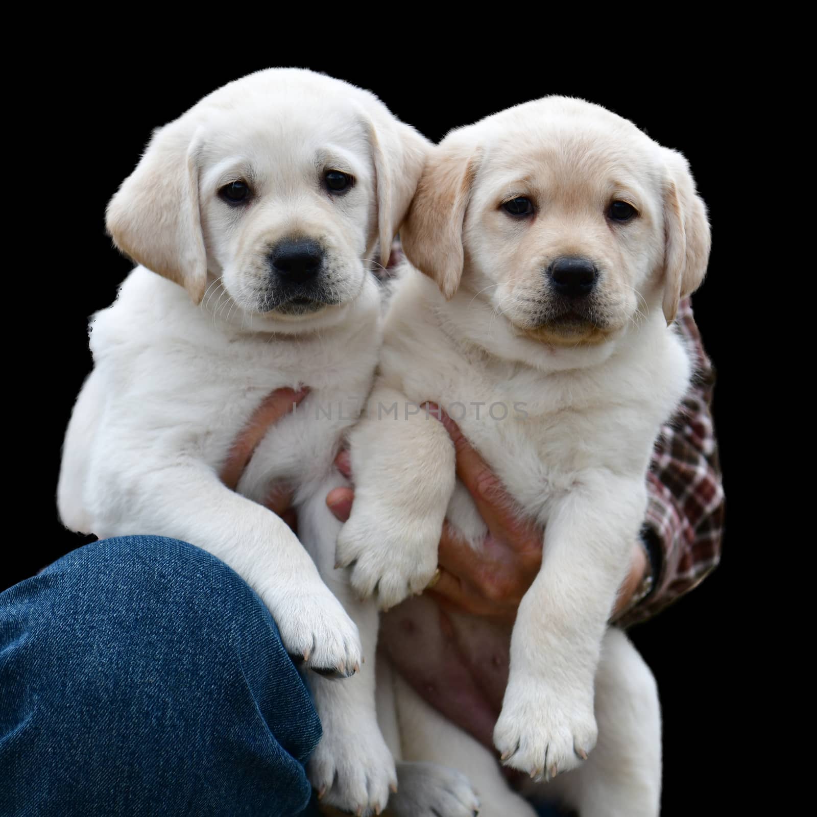 Young Labrador Retrievers by Calomeni