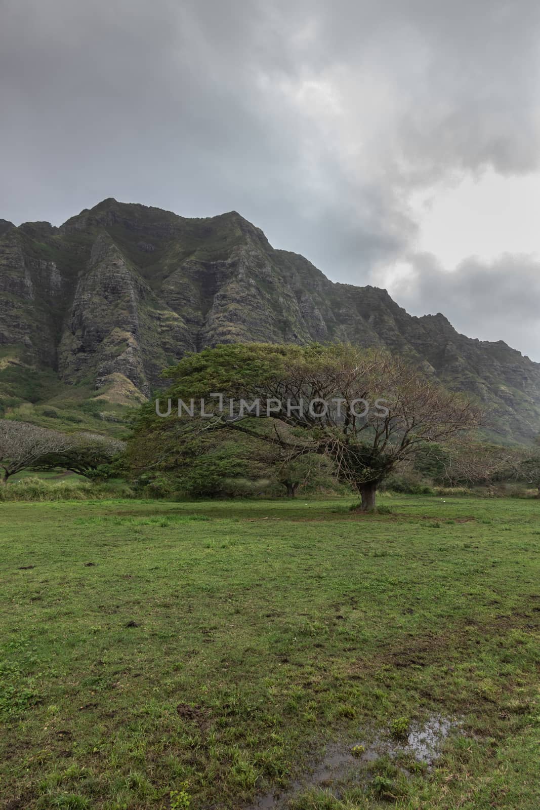 Kaaawa, Oahu, Hawaii, USA. - January 11, 2020: green Portrait with meadow and Koa tree in front of tall brown rocky cliffs under gray cloudscape near Kualoa Ranch area.