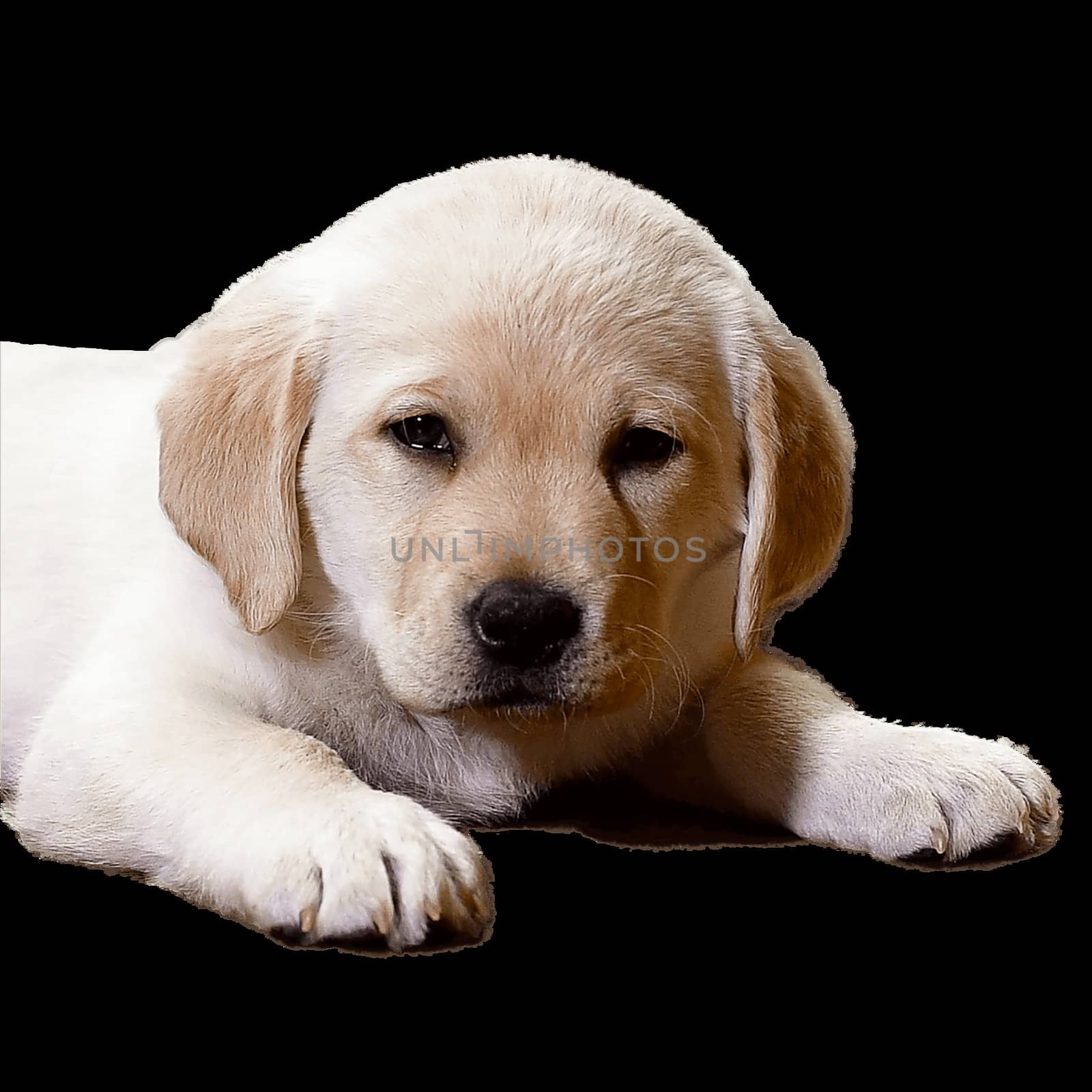 Young Labradors Playing by Calomeni