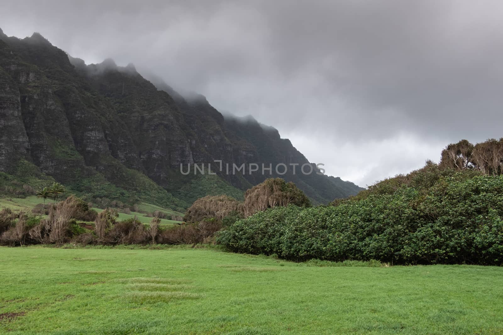 Tree belt traverses Kualoa valley , Oahu, Hawaii, USA. by Claudine