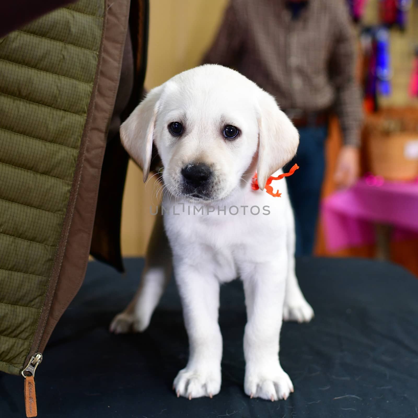 Young Labrador Retrievers by Calomeni