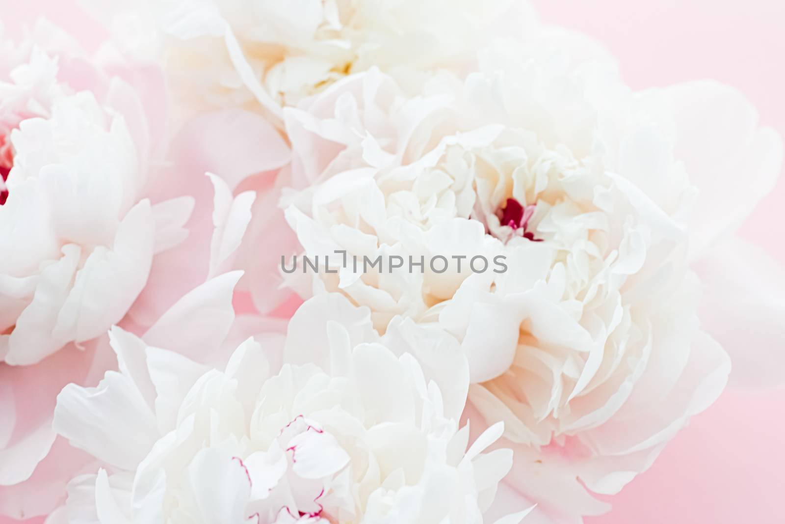 White peony flowers as floral art on pink background, wedding flatlay and luxury branding by Anneleven