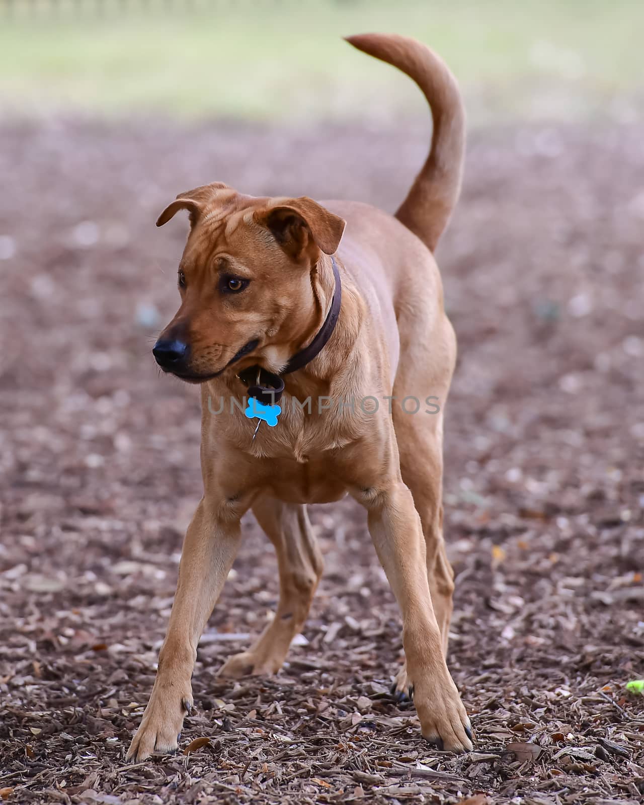 Young Labrador retrievers playing in the Yard. Lab Puppies playing outside for the first time.