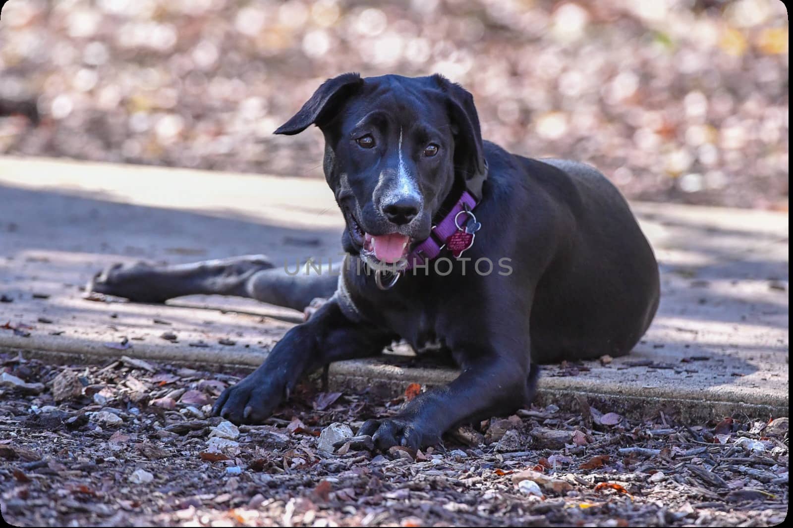 Young Labradors Playing by Calomeni