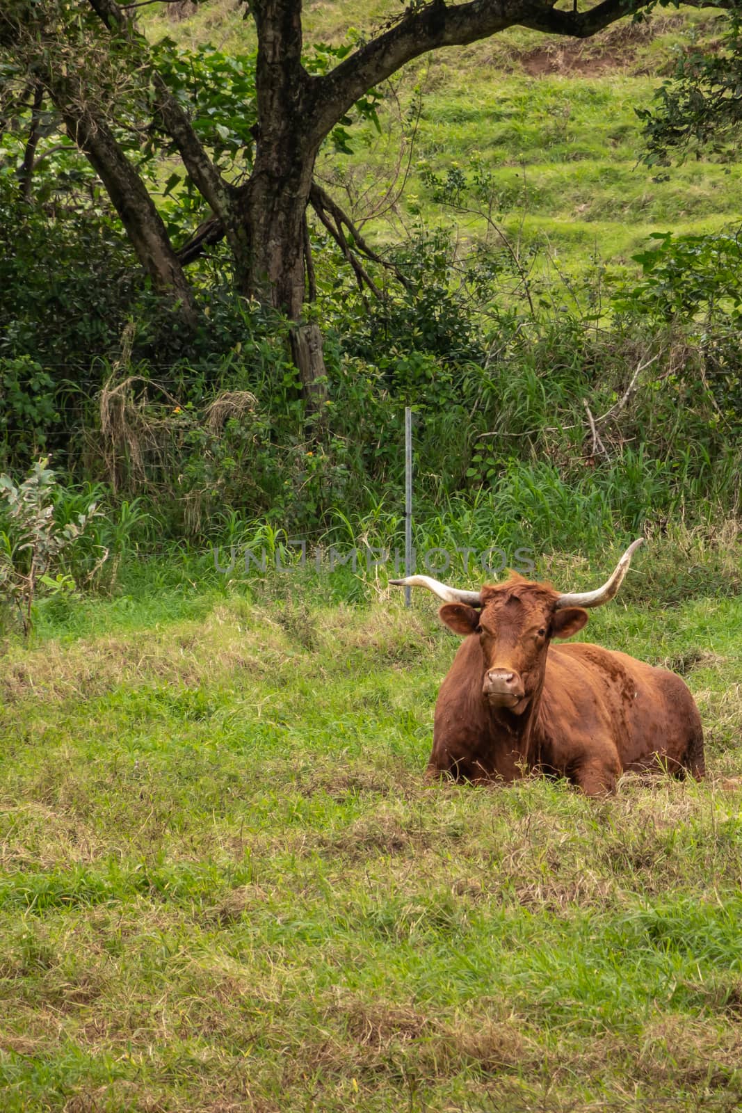 Brown longhorn cattle in Kualoa valley , Oahu, Hawaii, USA. by Claudine