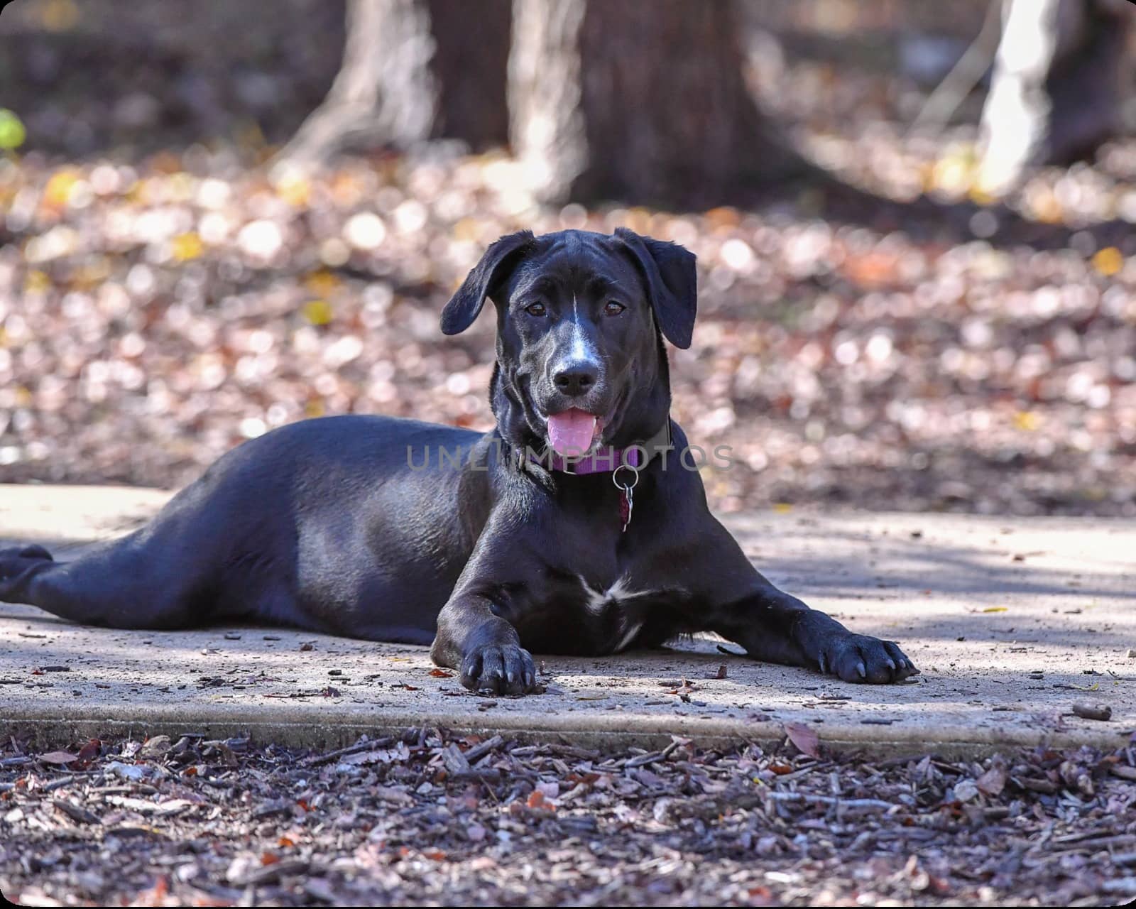 Young Labradors Playing by Calomeni