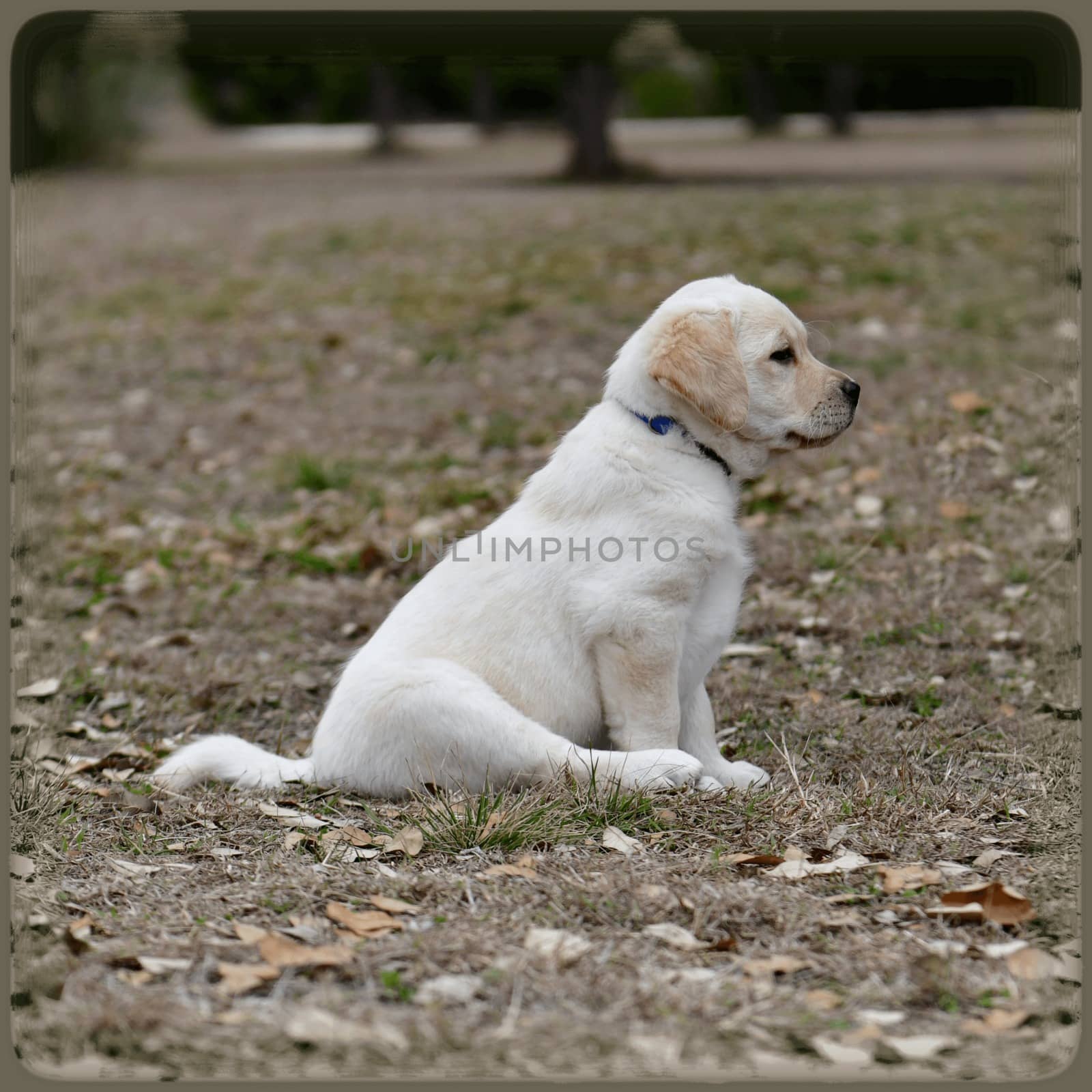 Young Labrador retrievers playing in the Yard. Lab Puppies playing outside for the first time.