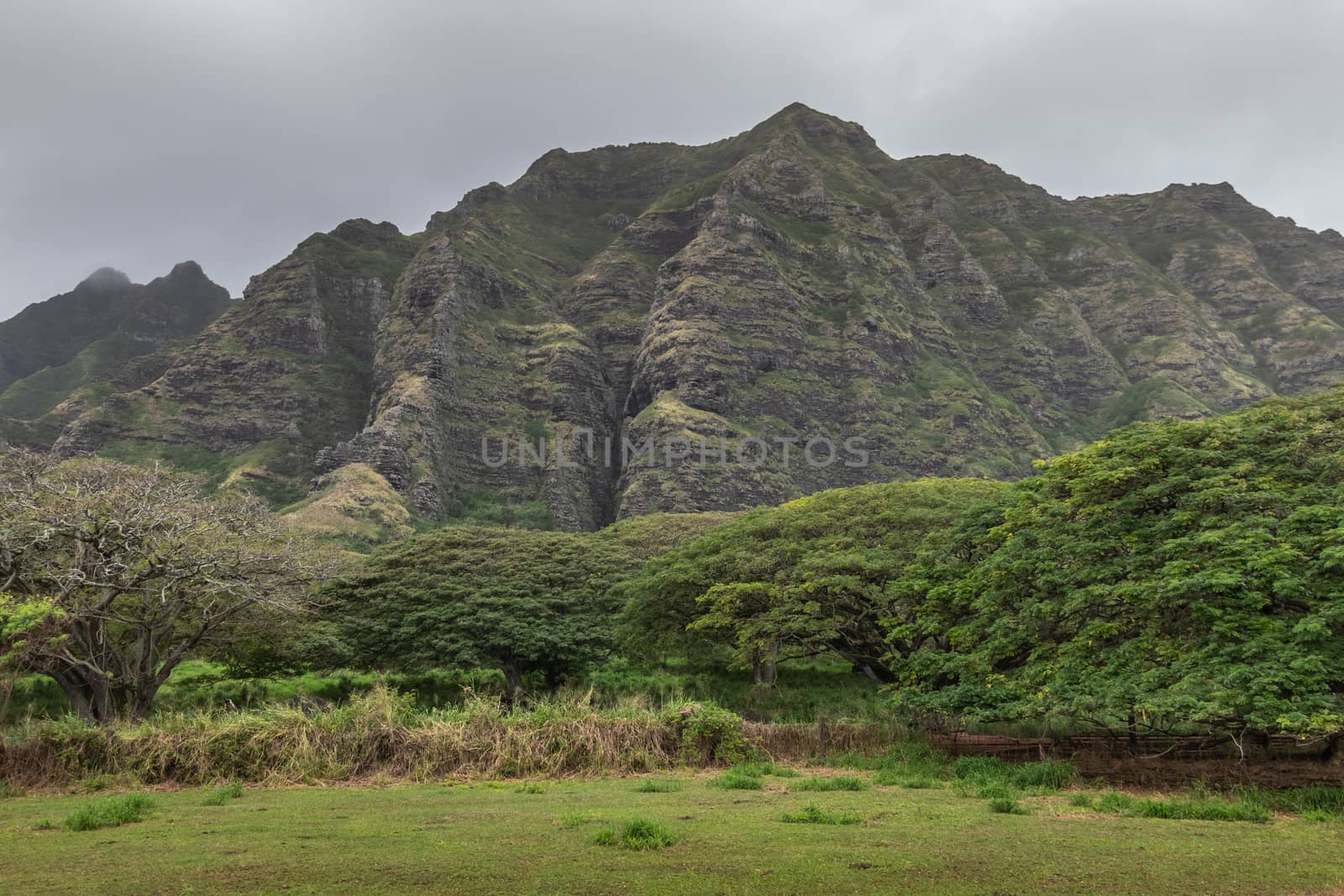 Tree belt and mountain cliffs near Kualoa Ranch, Oahu, Hawaii, U by Claudine