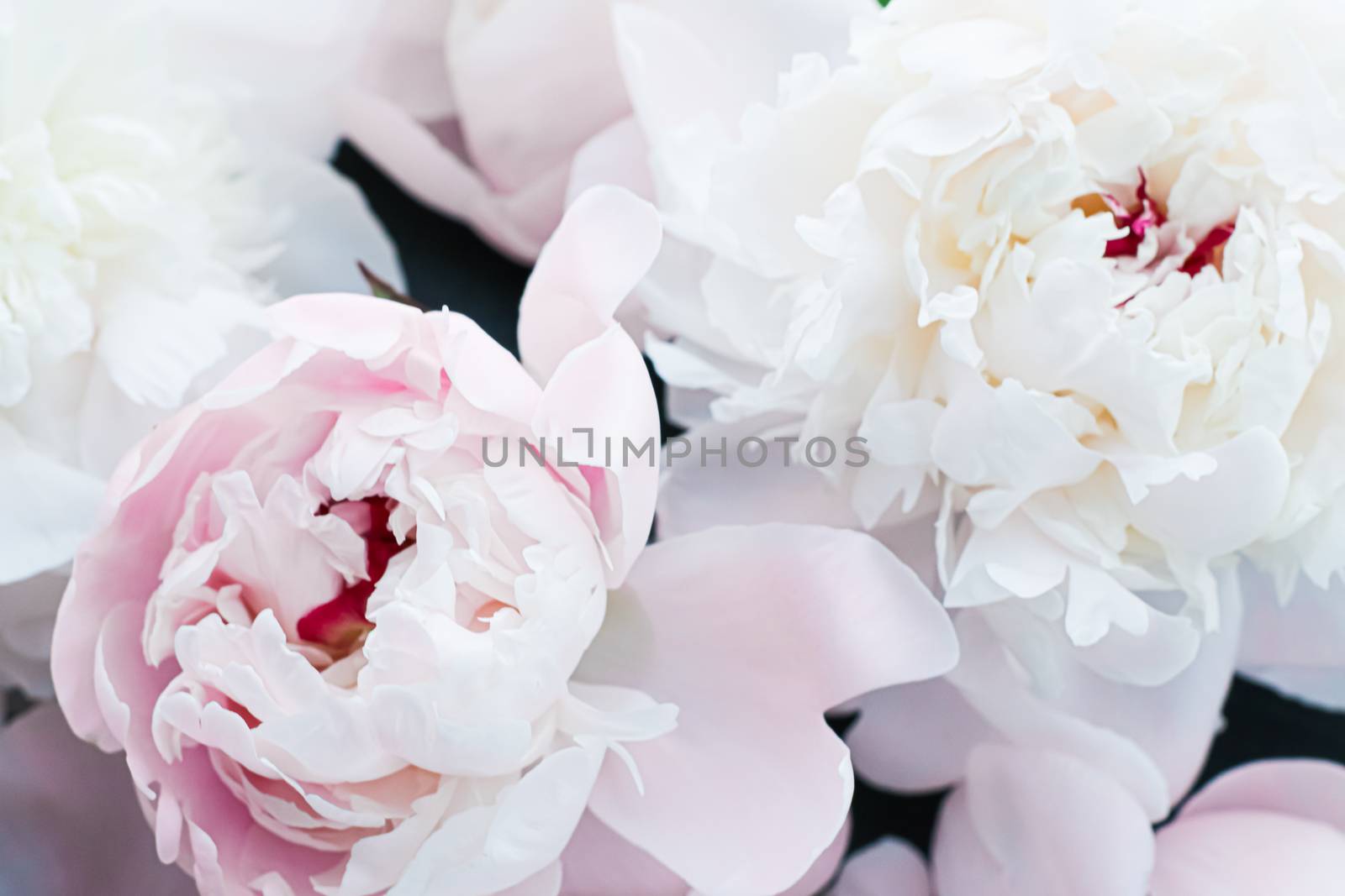 Blooming peony flowers as floral art background, botanical flatlay and luxury branding by Anneleven