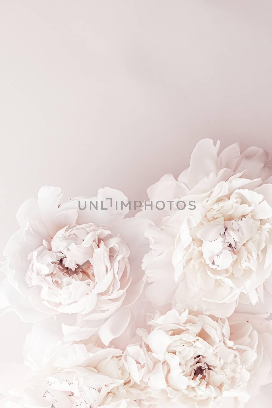 Pastel peony flowers in bloom as floral art background, wedding decor and luxury branding design