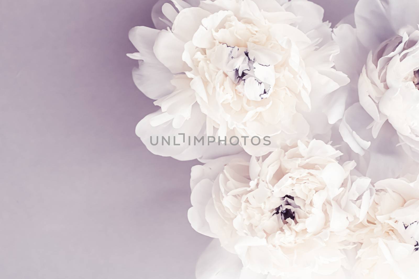 Blooming peony flowers as floral art on violet background, wedding decor and luxury branding design