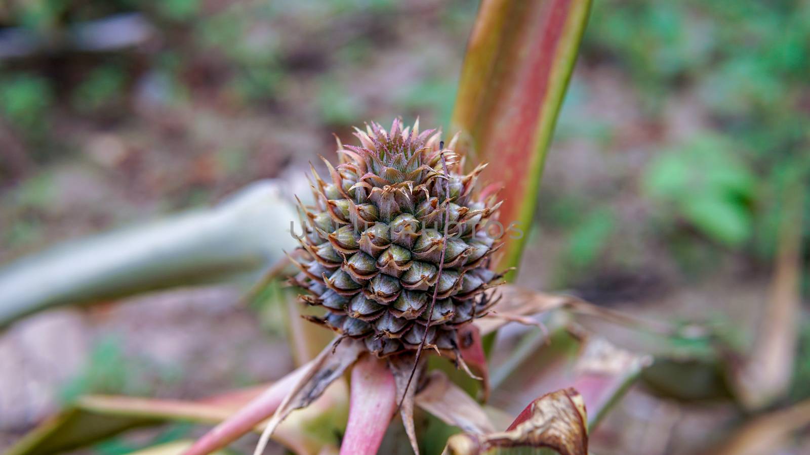 Pine cone like fruit, flower or plant blossoming in the garden