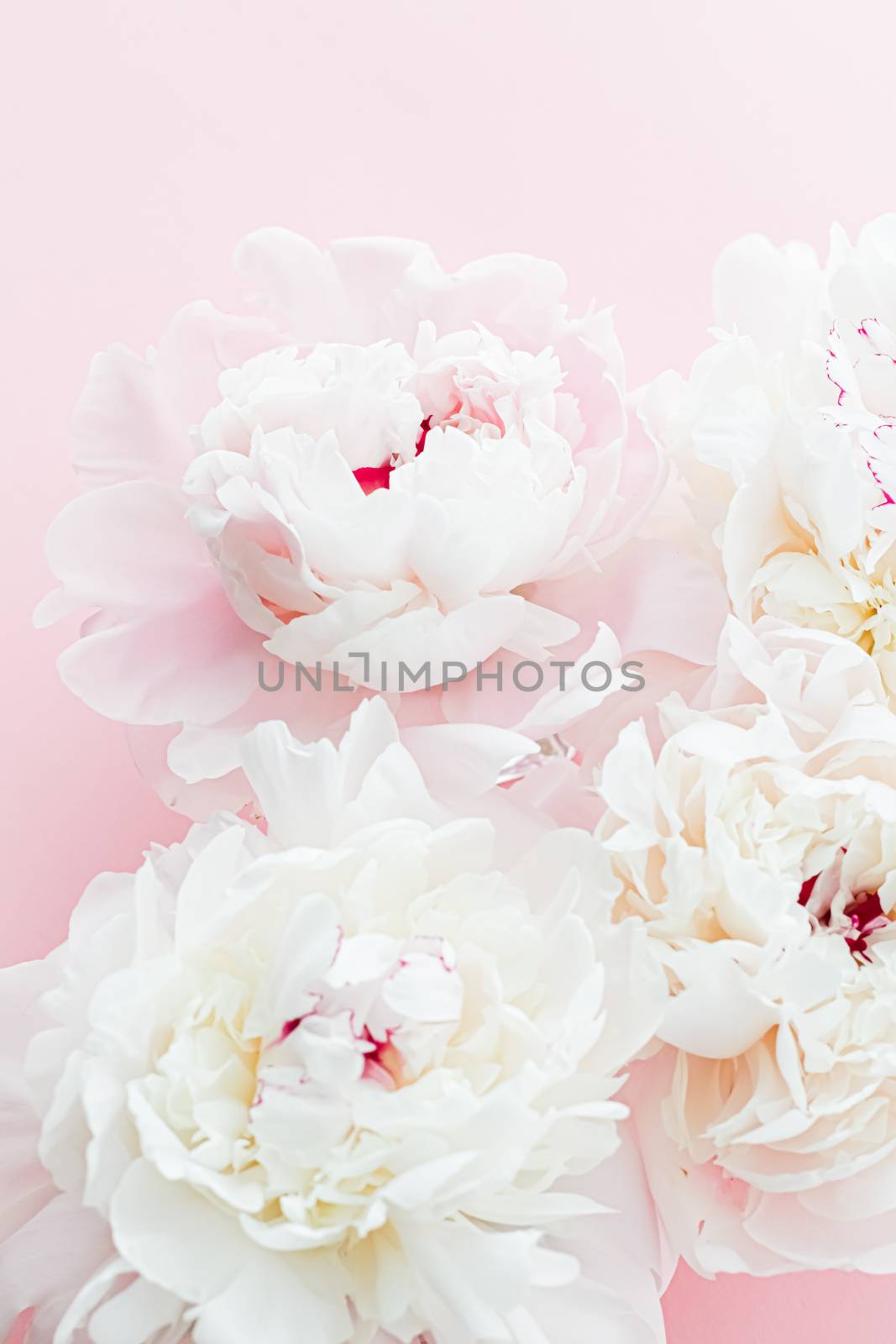 White peony flowers as floral art on pink background, wedding flatlay and luxury branding design