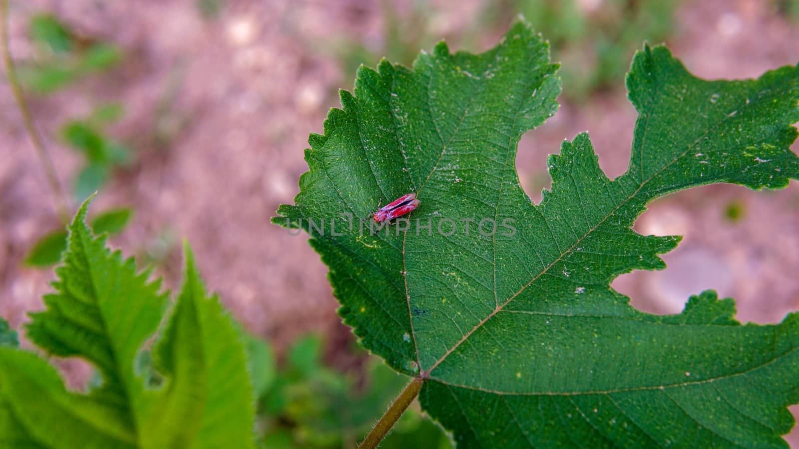 Red insect on a green leaf in the garden by sonandonures
