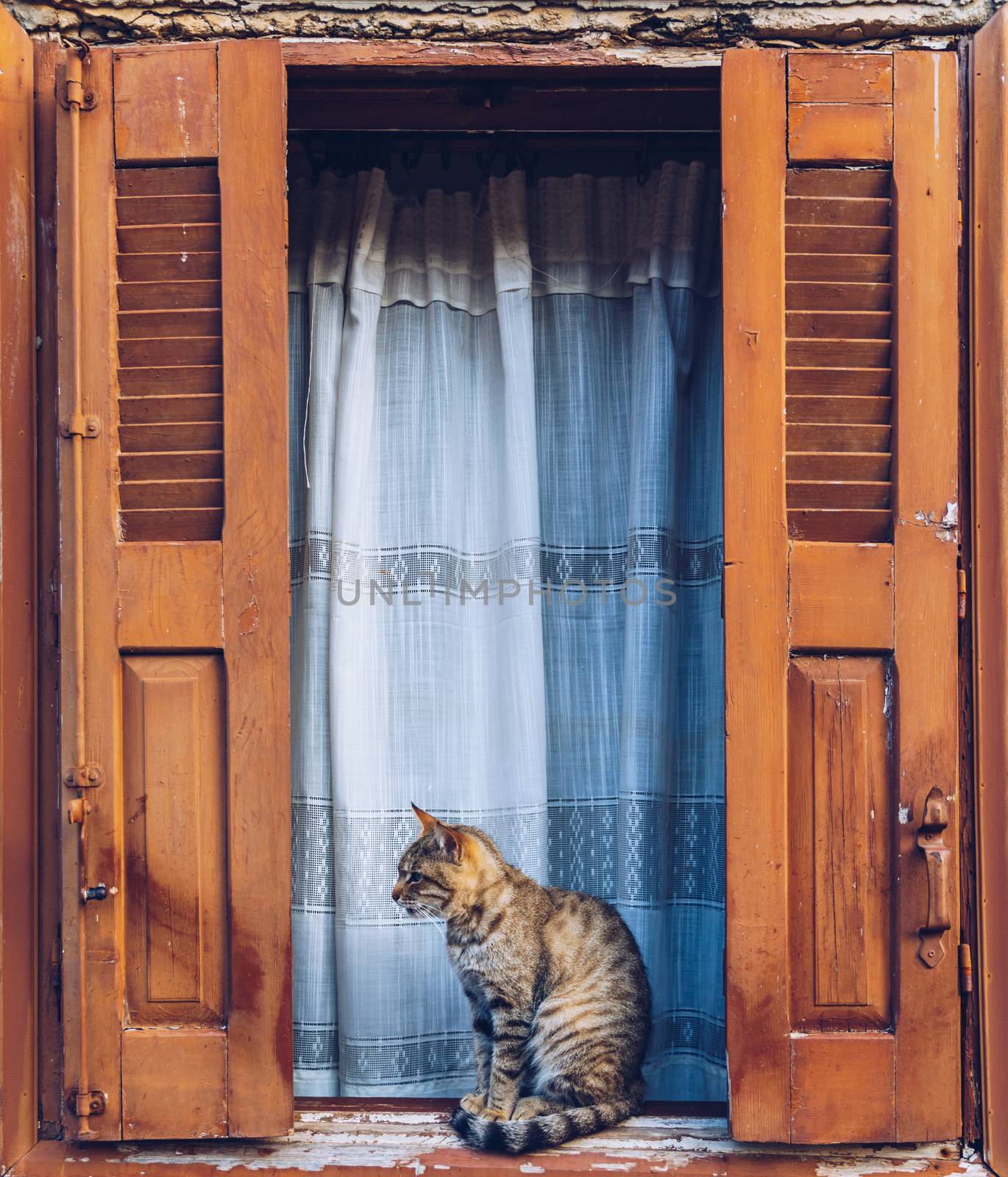 Cat resting on a windowsill in front of a open, aged wooden window with old open blinds painted in a typical Greek orange color. Window of whitewashed house and cat sitting between shutters.