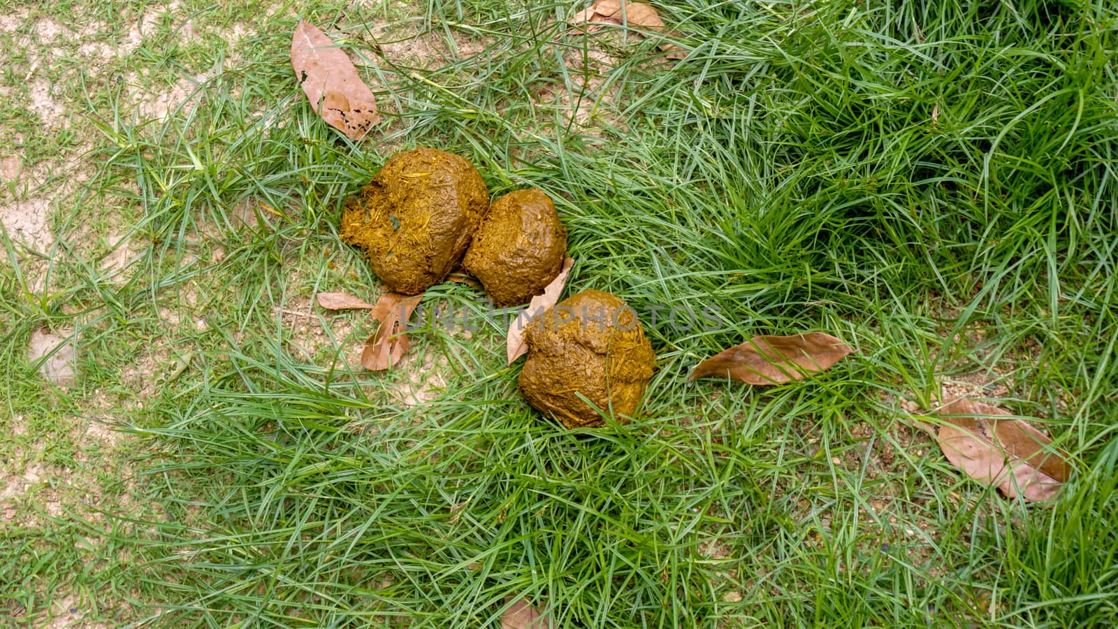 Fresh elephant feces on the grass. Elephant dung on the ground. Elephant poop
