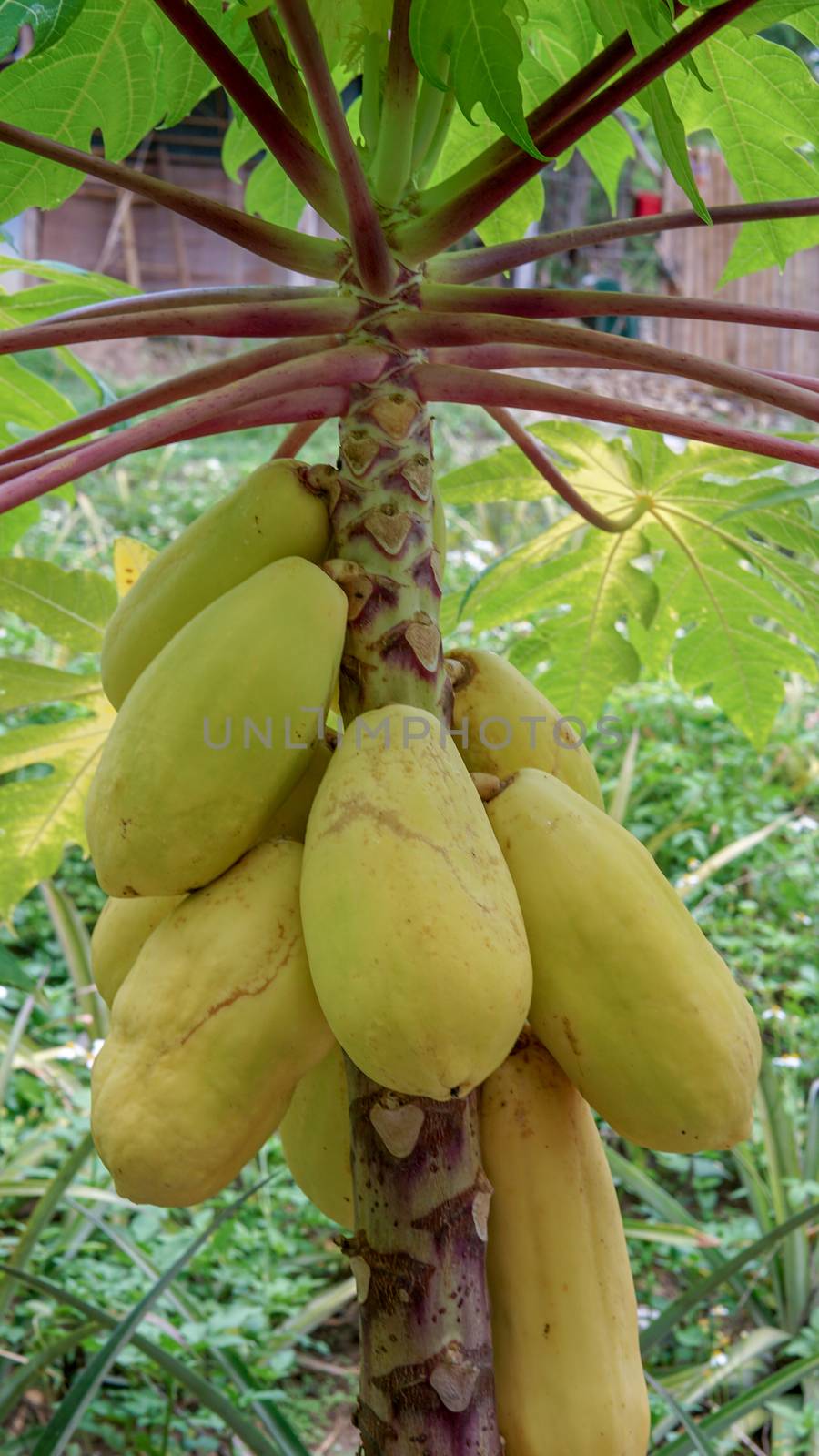 Papayas growing on the papaya tree in a botanical garden